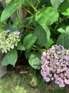 紫陽花の季節になりました♪