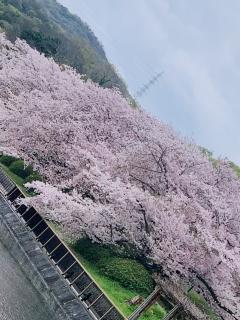 酒津は満開♪