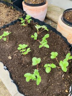 念願のいちごを植えましたー！！！！