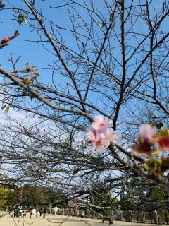 松山城の桜が。