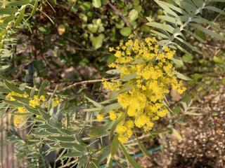 新しいブールブッシュのお花も元気良く咲きましたー