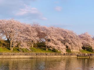 酒津の桜〜素敵でした^_^！