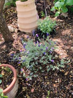 はじめて、ラベンダーが冬越えしました^_^！