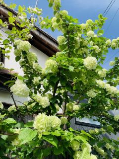 大手毬は満開！