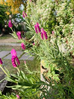 収穫月ガーデン^_^初夏のお花達が^_^！