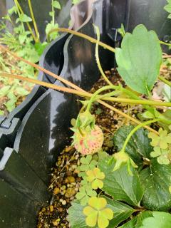 いちごも大きくなってきましたー！