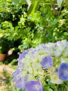 収穫月ガーデンの紫陽花は6種類！