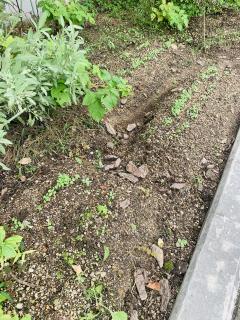 秋まきハーブ　ルッコラの芽が出ました！